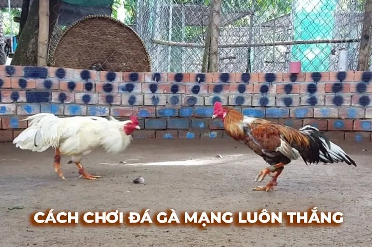 Kinh Nghiệm Từ Cao Thủ: Cách Chơi Đá Gà Sabong Tại 84Win Hiệu Quả Nhất